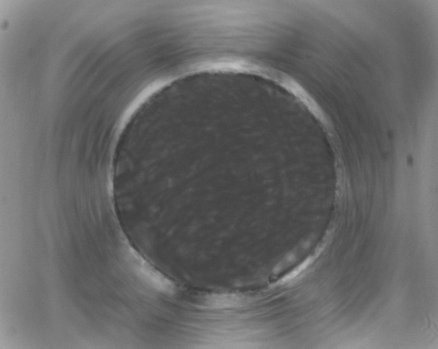 X0000066501232200603171140