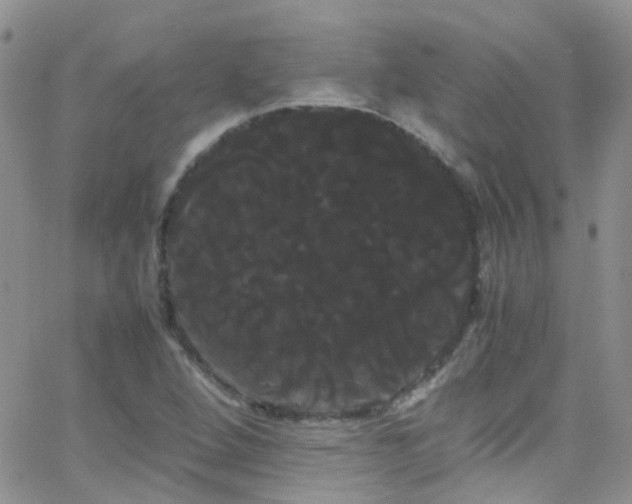 X0000066501264200603171139