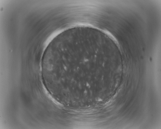 X0000066501287200603171139