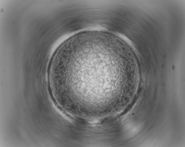 X0000066501335200603171138