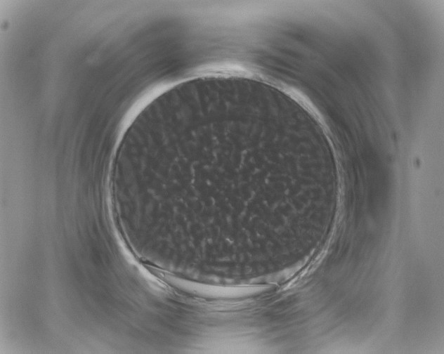 X0000066501440200603171137