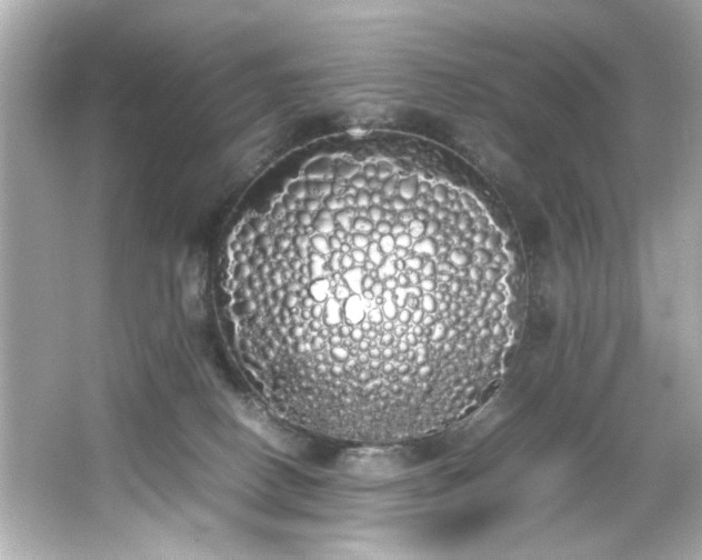 X0000066500082200603201334
