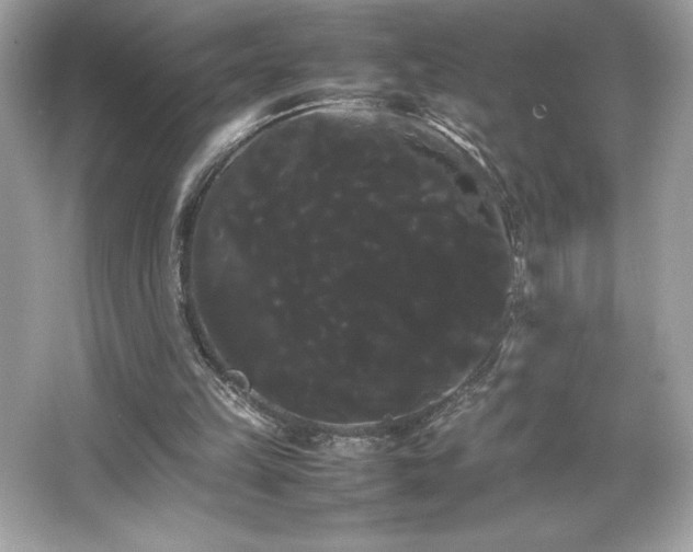 X0000066500149200603201332