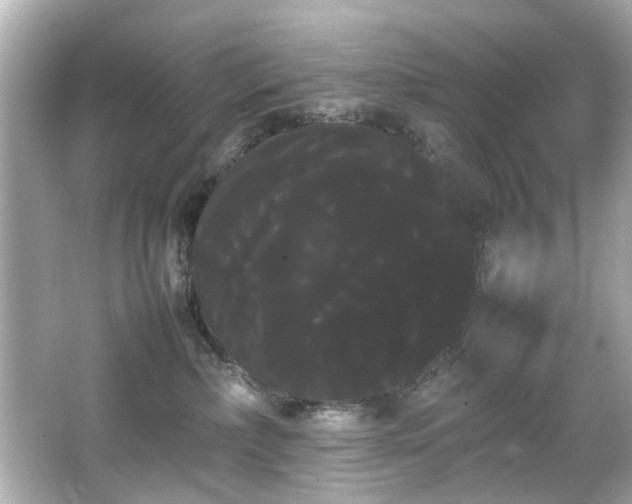 X0000066500236200603201331