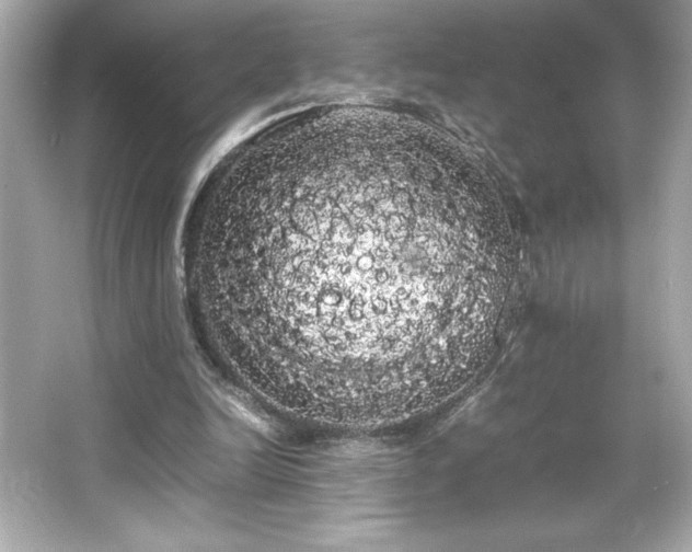 X0000066500246200603201330