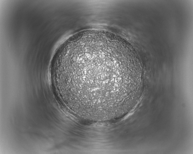 X0000066500294200603201330