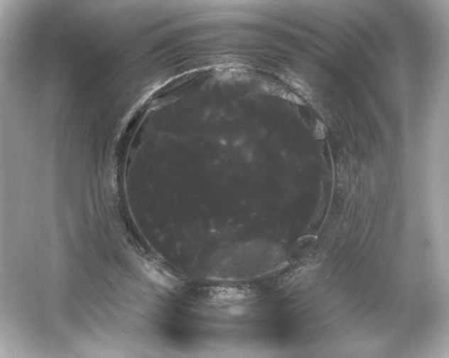 X0000066500347200603201329
