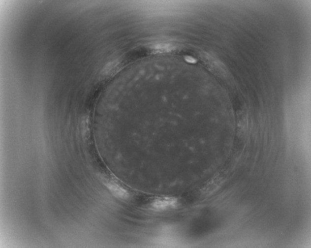 X0000066500369200603201329