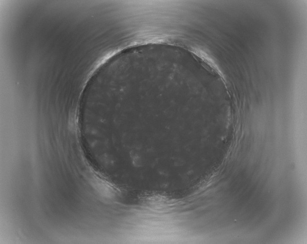 X0000066500483200603201327