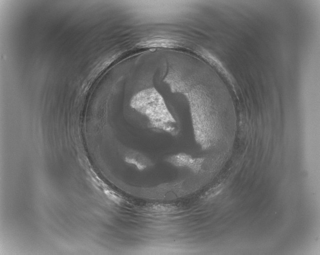 X0000066500529200603201325