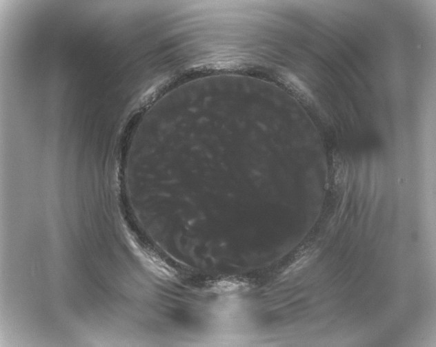 X0000066500542200603201326