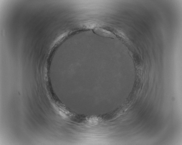 X0000066500587200603201325