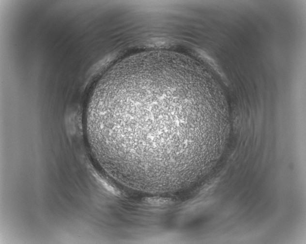 X0000066500633200603201324