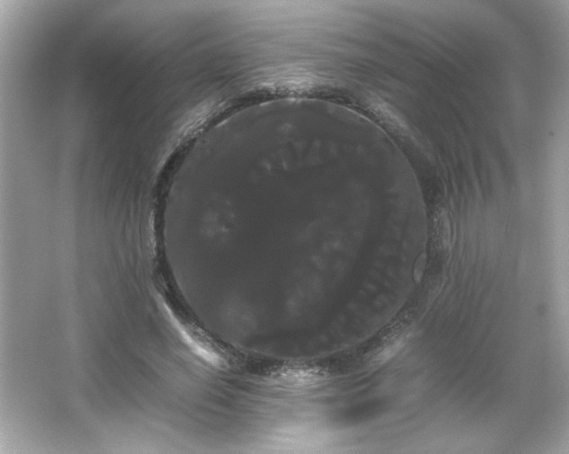 X0000066500638200603201324