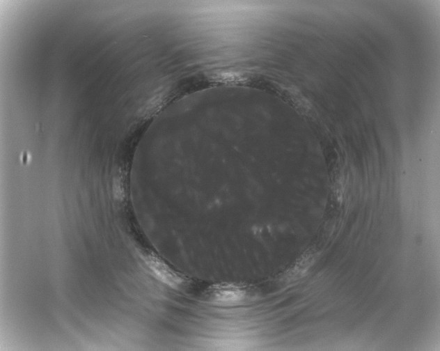 X0000066500658200603201324