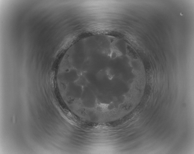 X0000066500742200603201322