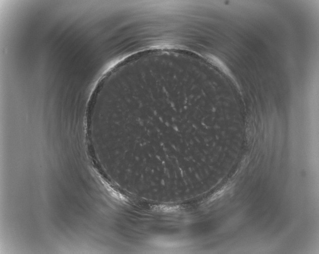 X0000066500831200603201321