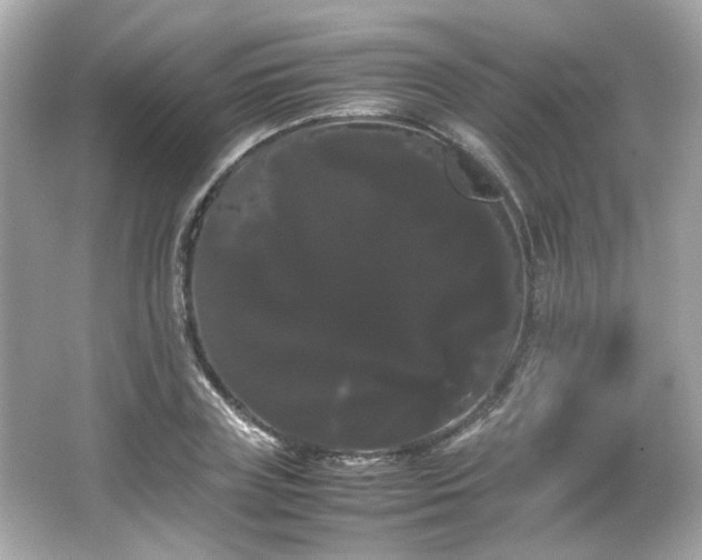 X0000066500835200603201321