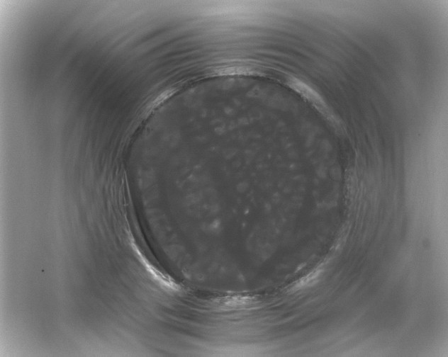 X0000066500841200603201321