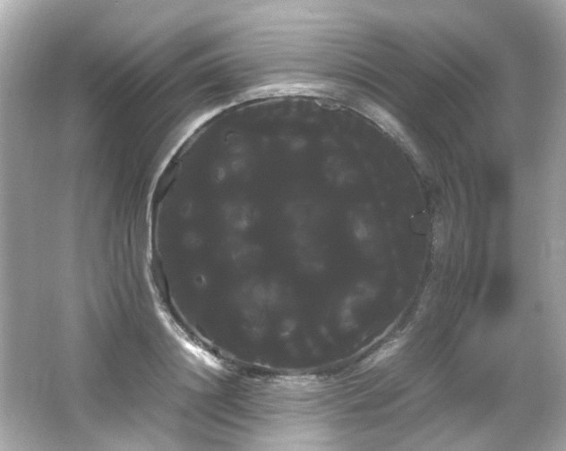 X0000066500844200603201321