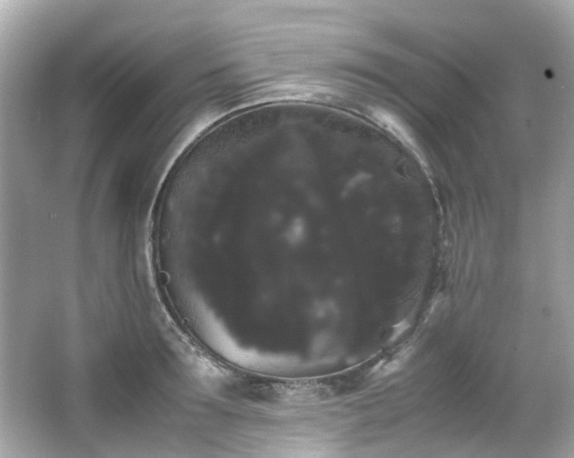 X0000066500899200603201320