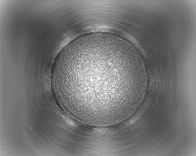 X0000066500978200603201318