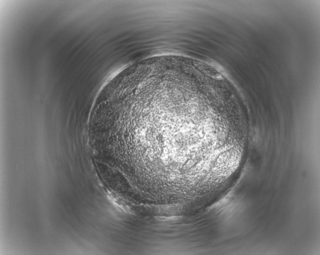 X0000066501145200603201316