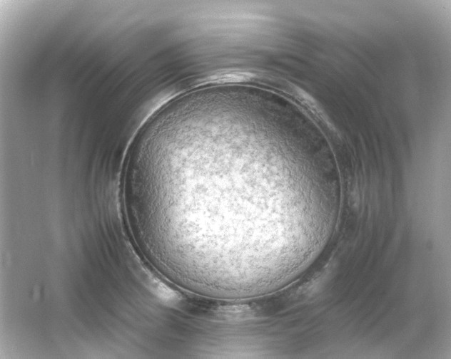 X0000066501186200603201315
