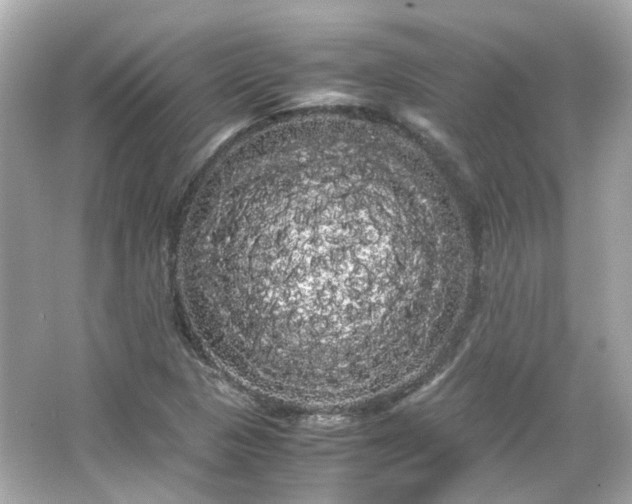 X0000066501313200603201313