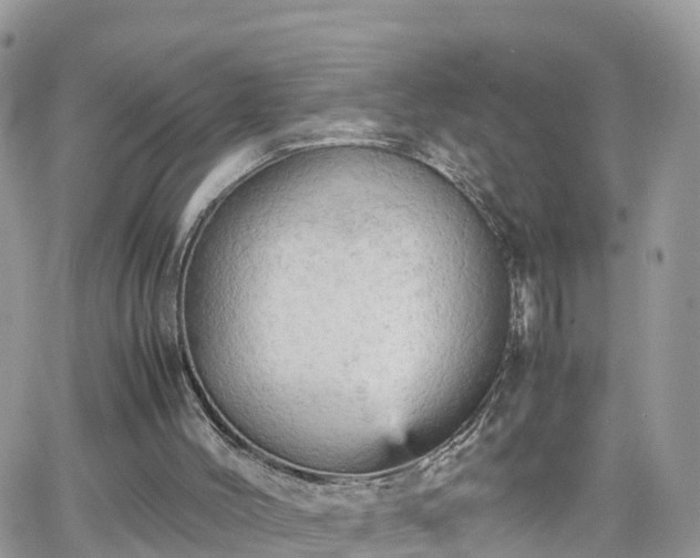 X0000066500004200603241253