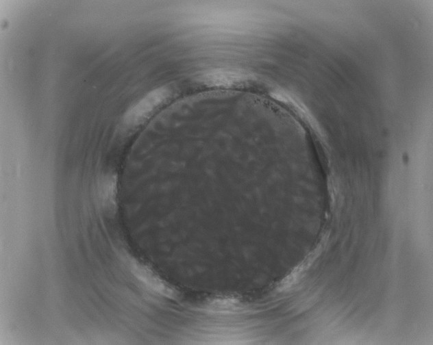 X0000066500066200603241252