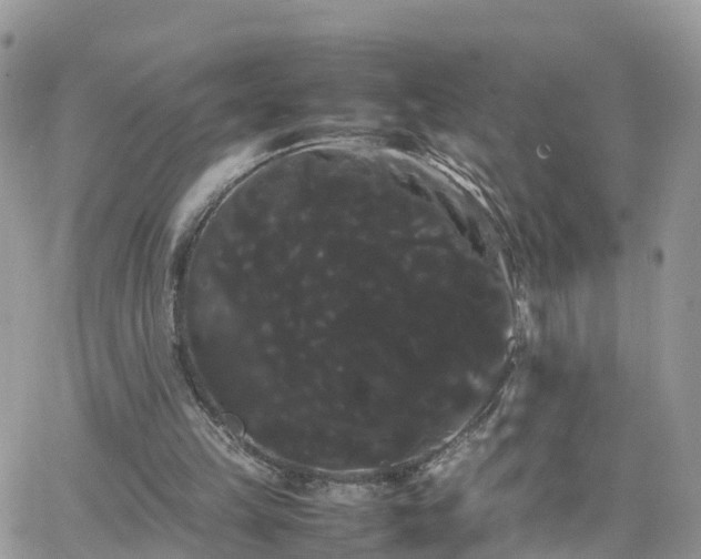 X0000066500149200603241250