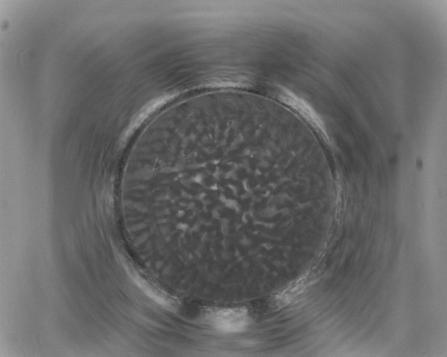 X0000066500155200603241250