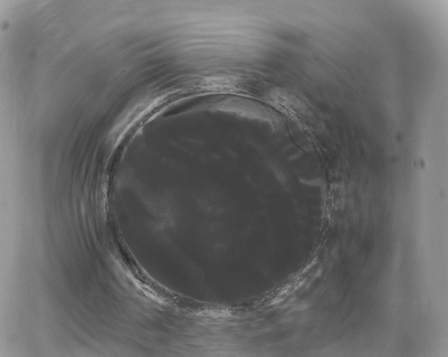 X0000066500194200603241250