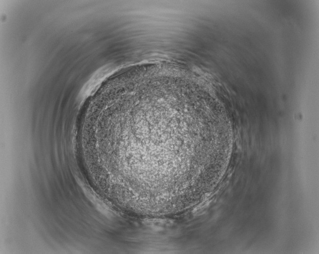 X0000066500242200603241248