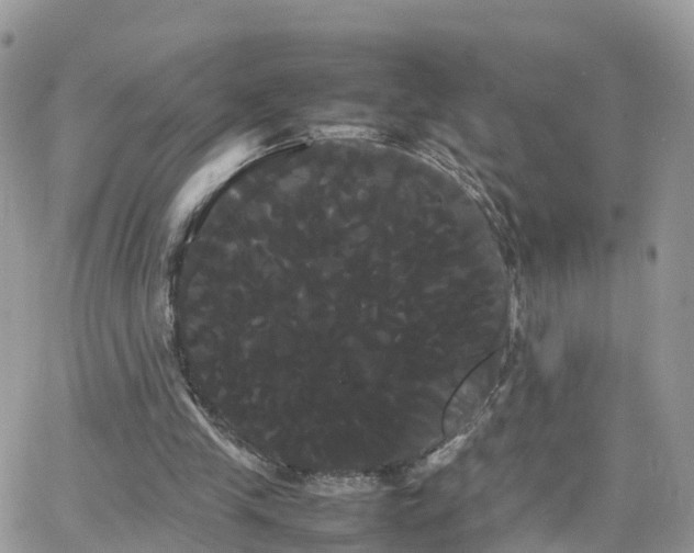 X0000066500245200603241249