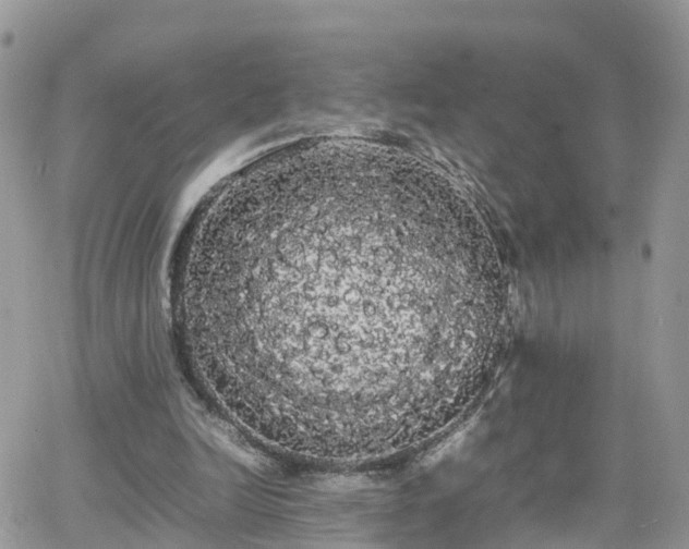 X0000066500246200603241249