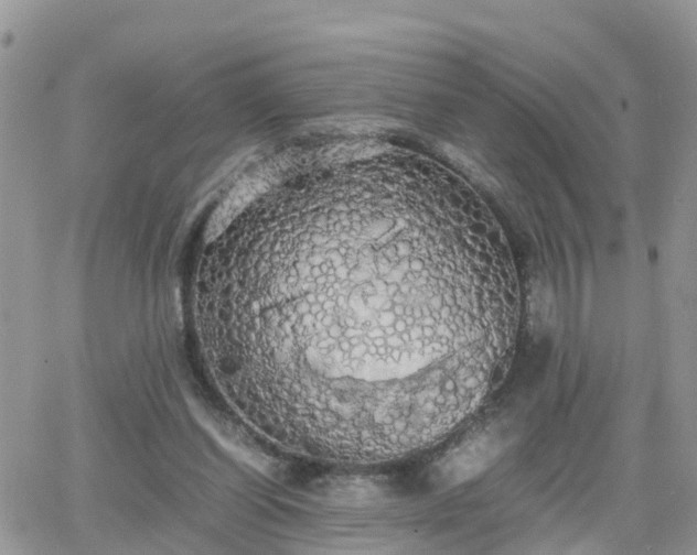 X0000066500254200603241249