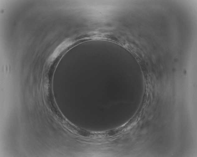 X0000066500295200603241248