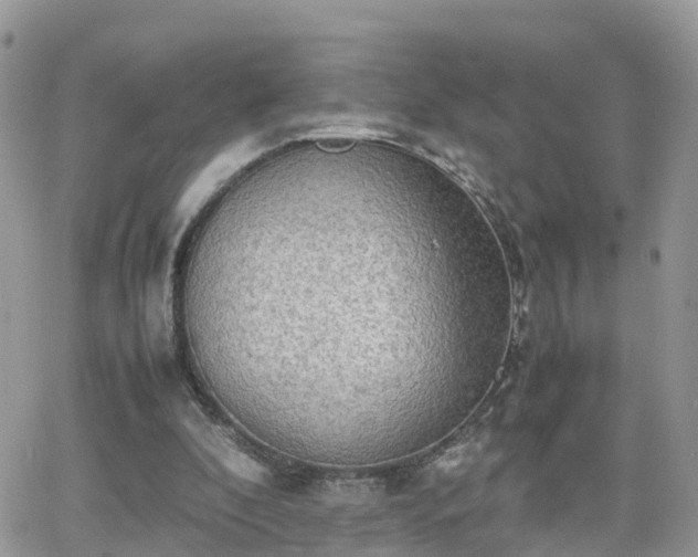 X0000066500296200603241248