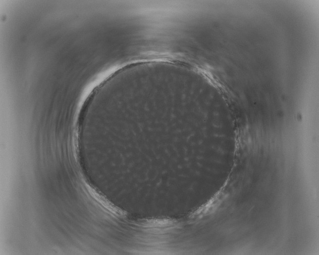 X0000066500342200603241247
