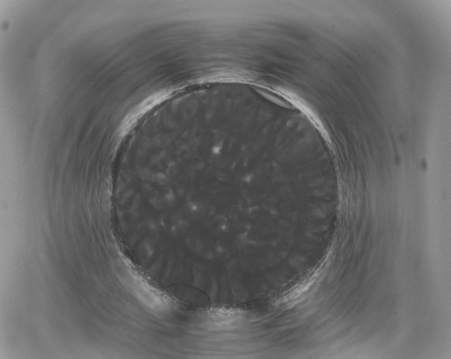 X0000066500437200603241245