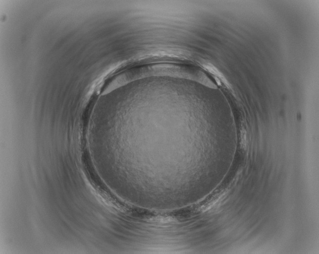 X0000066500444200603241246