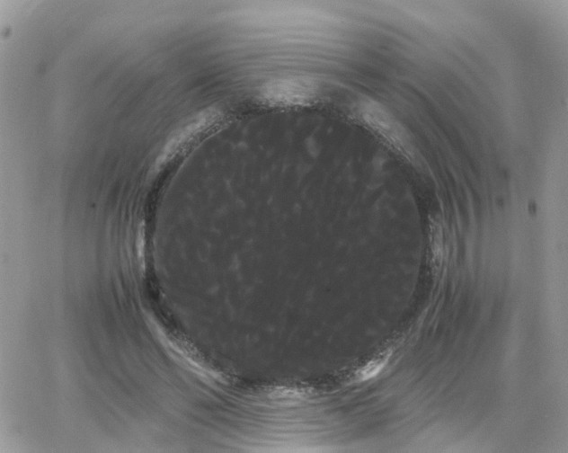 X0000066500494200603241245