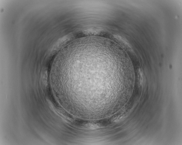 X0000066500498200603241245
