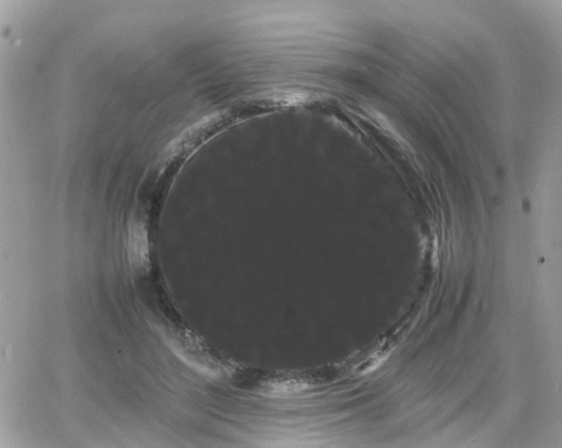 X0000066500500200603241245