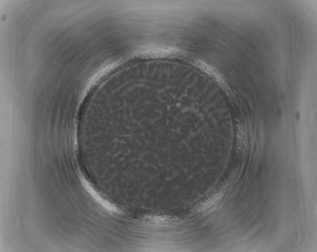 X0000066500582200603241244