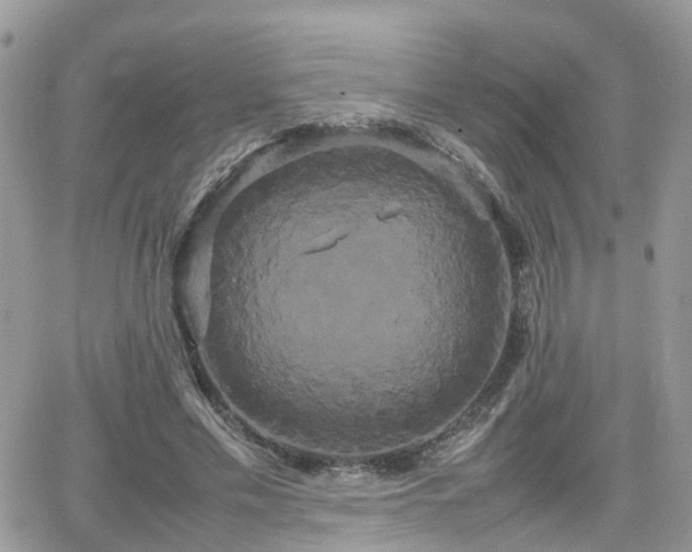 X0000066500589200603241244
