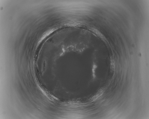 X0000066500626200603241242