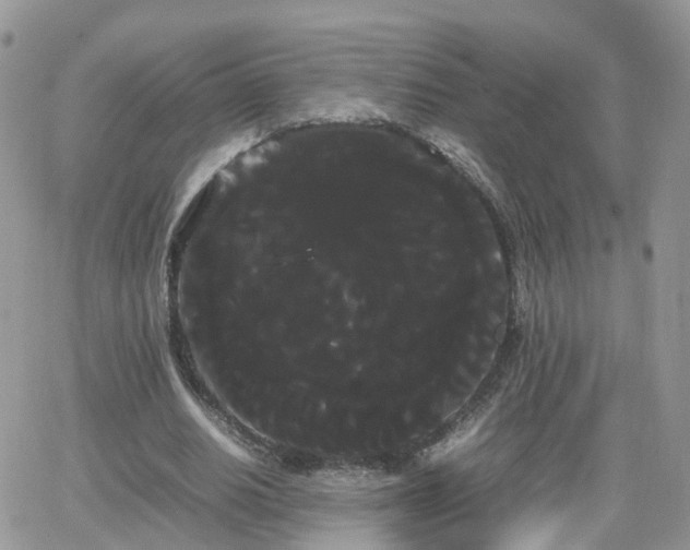 X0000066500630200603241242